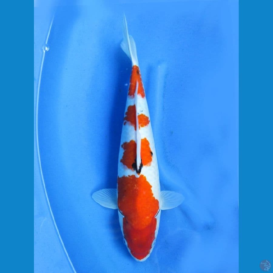 43cm - Jumbo Evo - Kindai Showa
