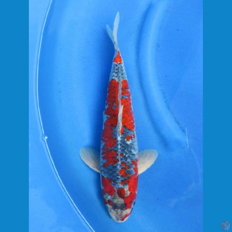 40cm - Male Ghosiki Racing
