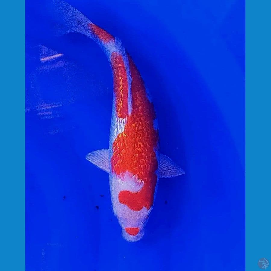 32 cm kohaku ginrin