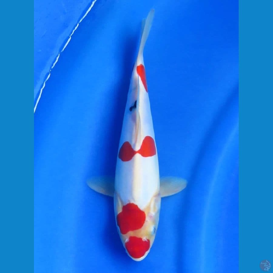 26cm - Doitsu Murni