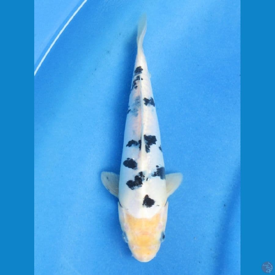 23cm - bekko doitsu