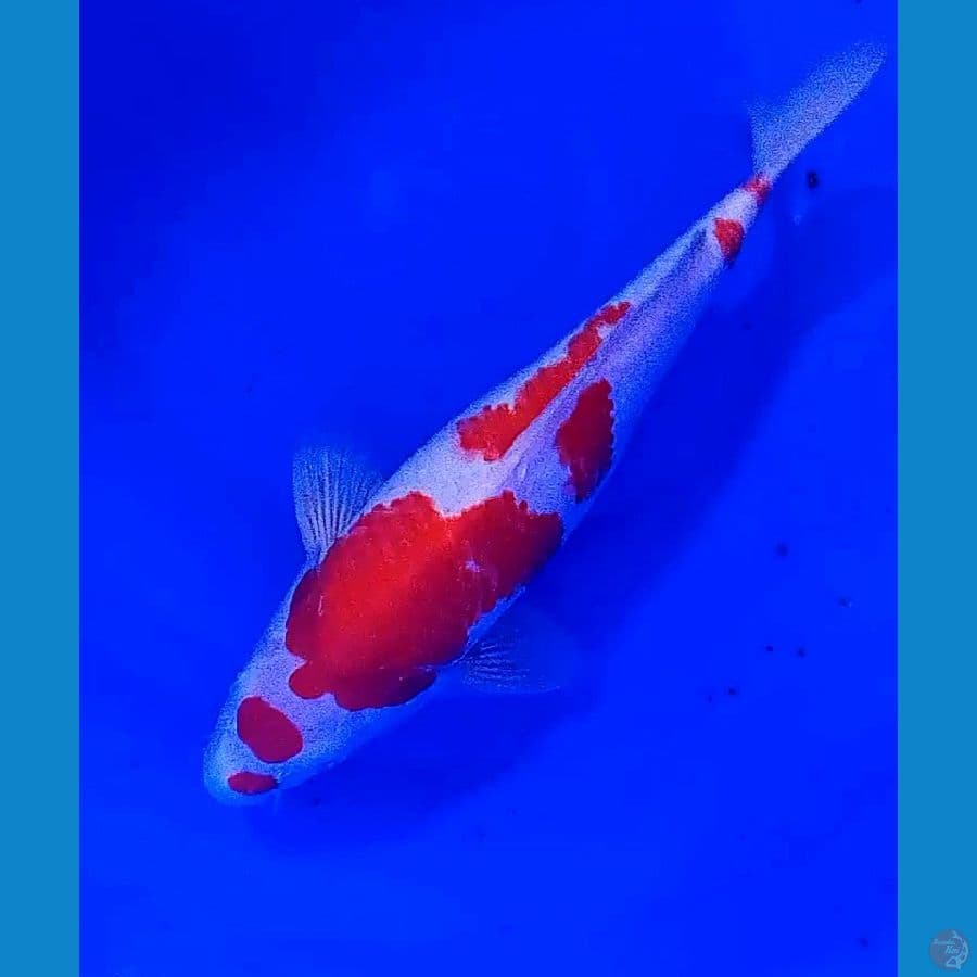 33 cm kohaku maruten