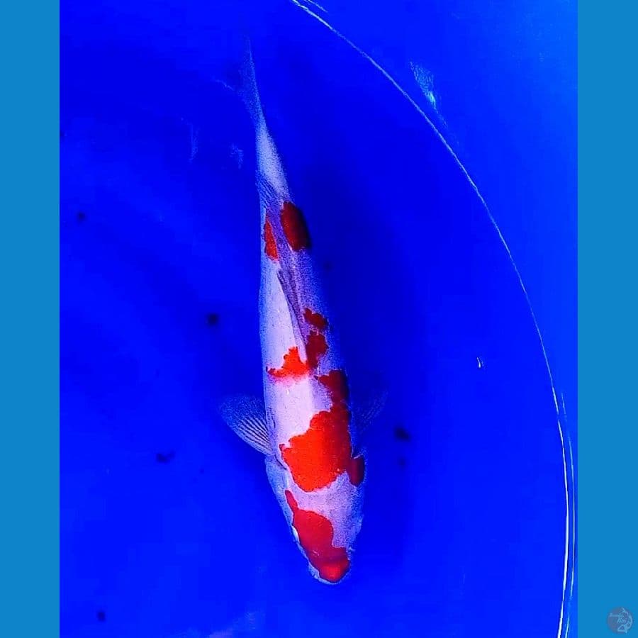 32cm kohaku