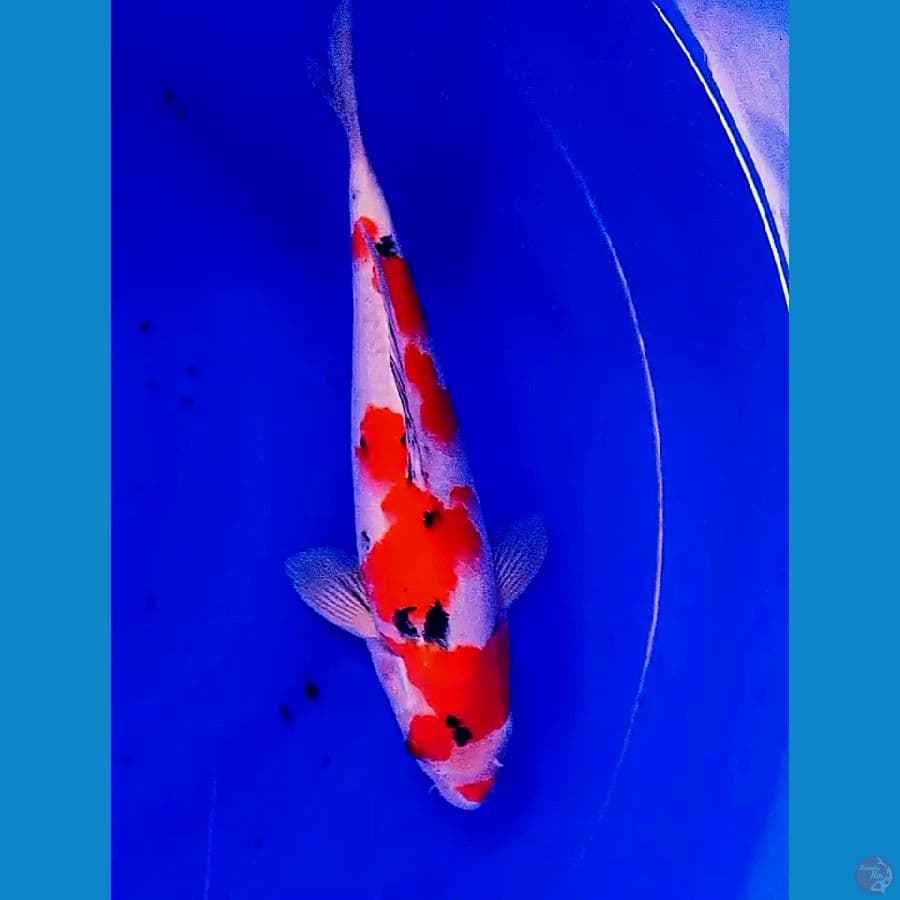 31 cm sanke