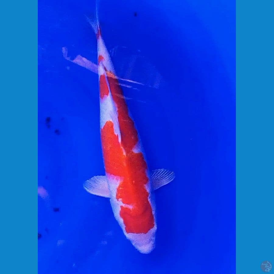 35 cm kohaku strong