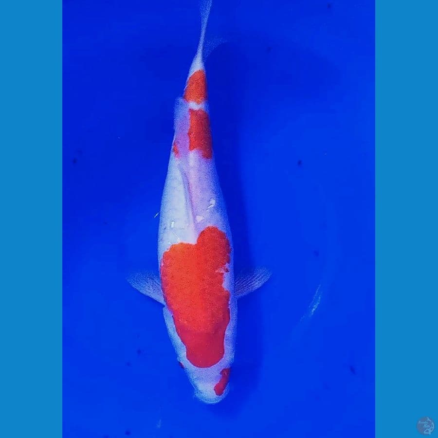 36 cm kohaku fm