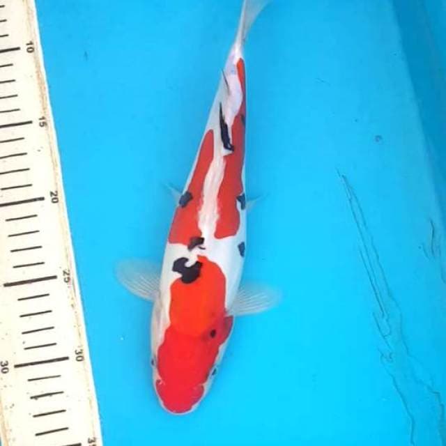 Sanke Doitsu murni 28cm