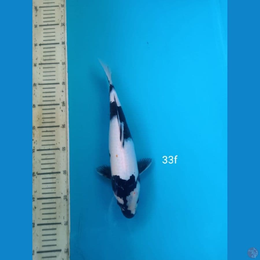 shiro 33cm f