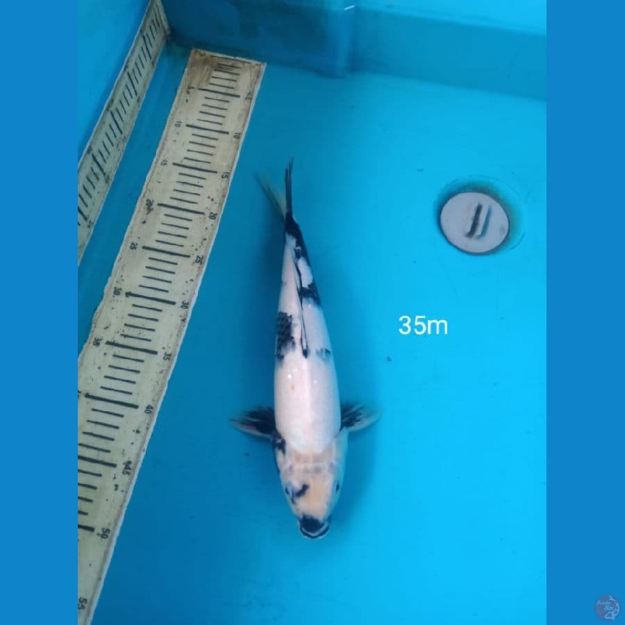shiro 35cm m