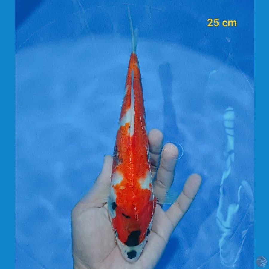 showa 25 cm