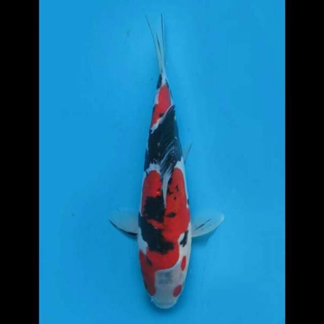25cm Female - Red Showa Doitsu Murni