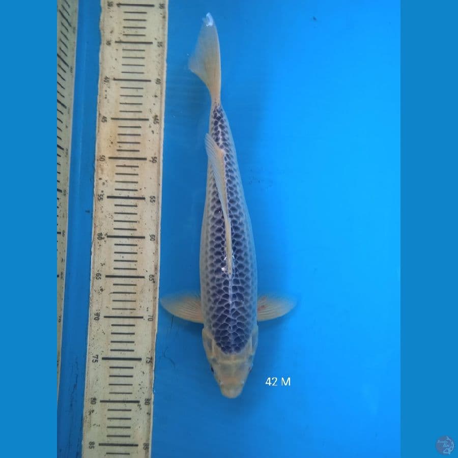 asagi 42cm Male
