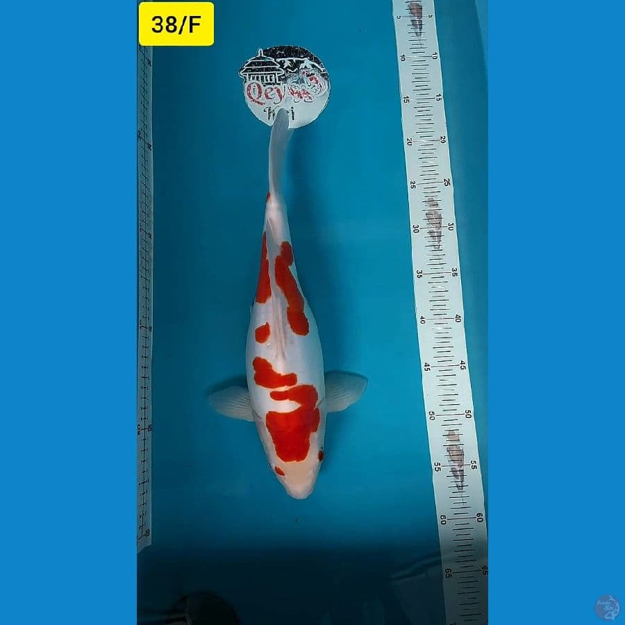 sb kohaku 38/F