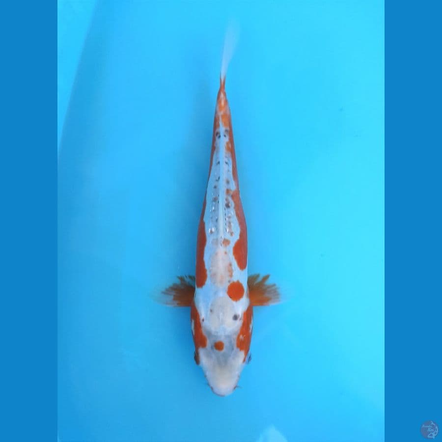 KOSHUI HANA 38+CM