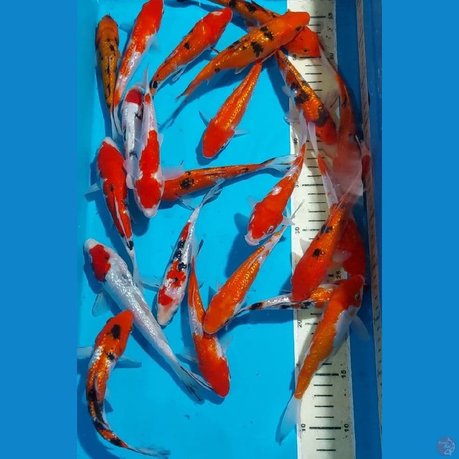 SANKE KOHAKU GINDRIN 15-20 CM 22 EKOR