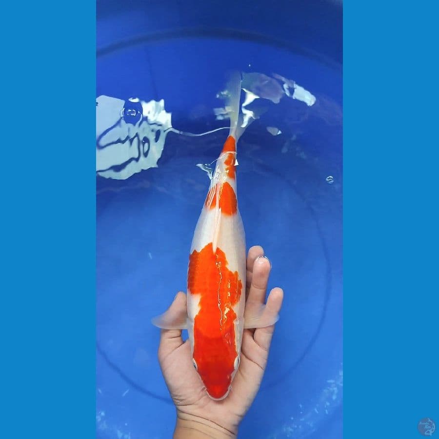 KOHAKU ORIGINAL | 34cm Fm