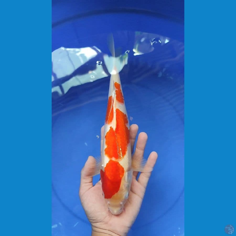KOHAKU INAZUMA | 32cm Male