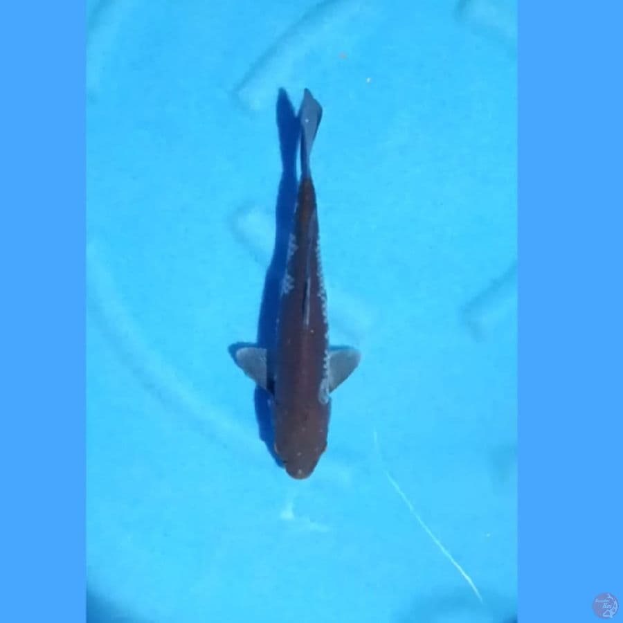 OCHIBA 33 CM