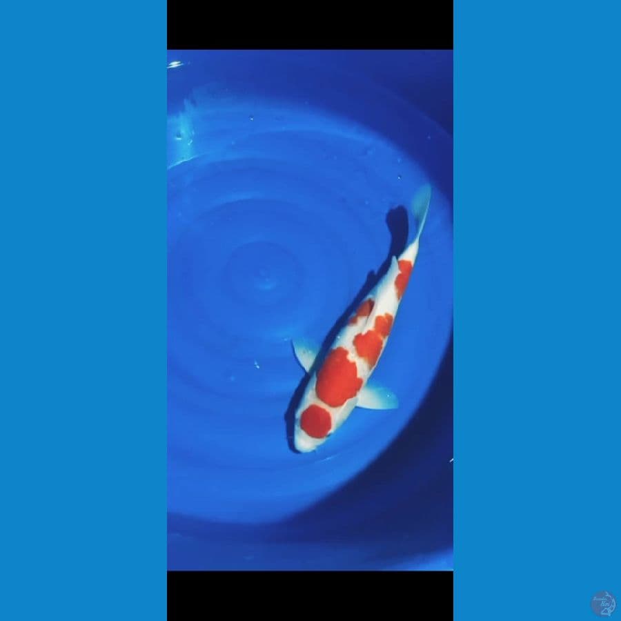 kohaku Sakura