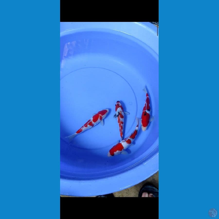 hq 20-22cm ori ,showa gindrin nya 1 tategoi