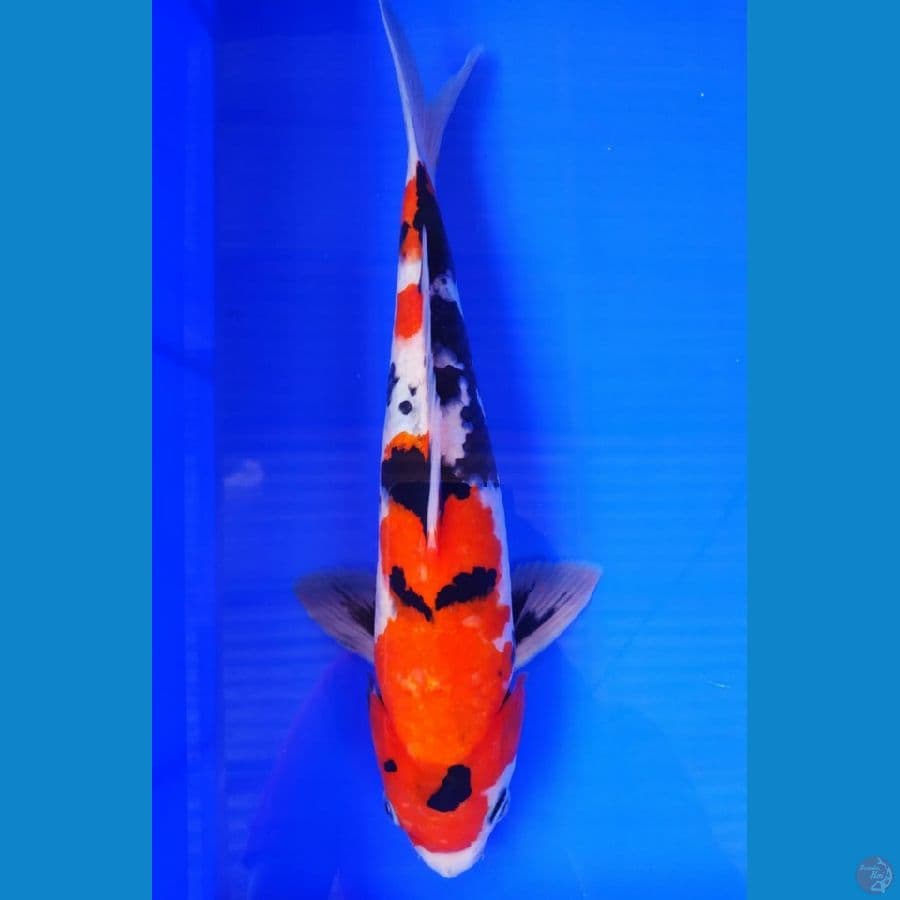 SHOWA (31CM)