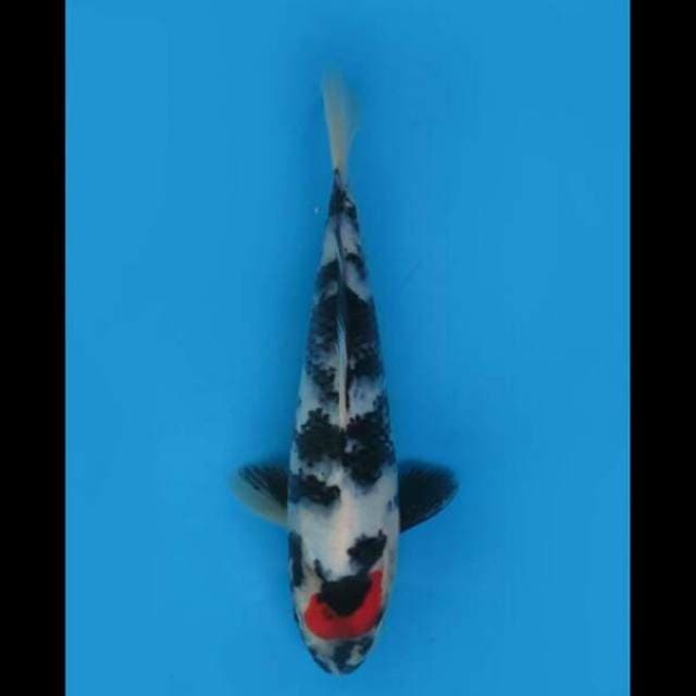 20cm Male - Tancho Showa Ori SQ