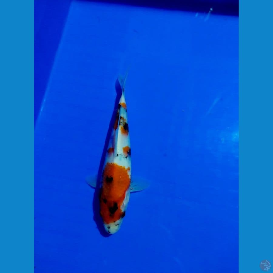 showa