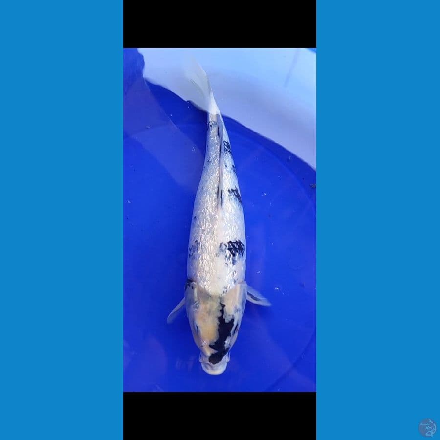 shiro gindrin padat merayap 40 cm