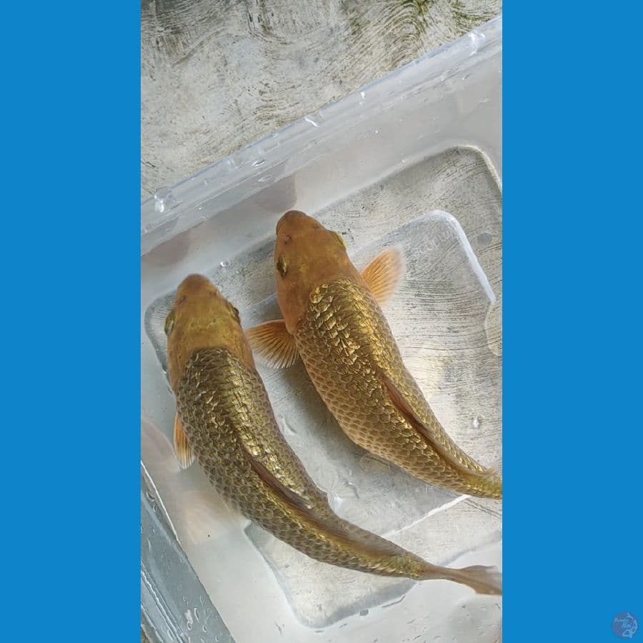 SQ CARAMEL GINRIN 18-20CM