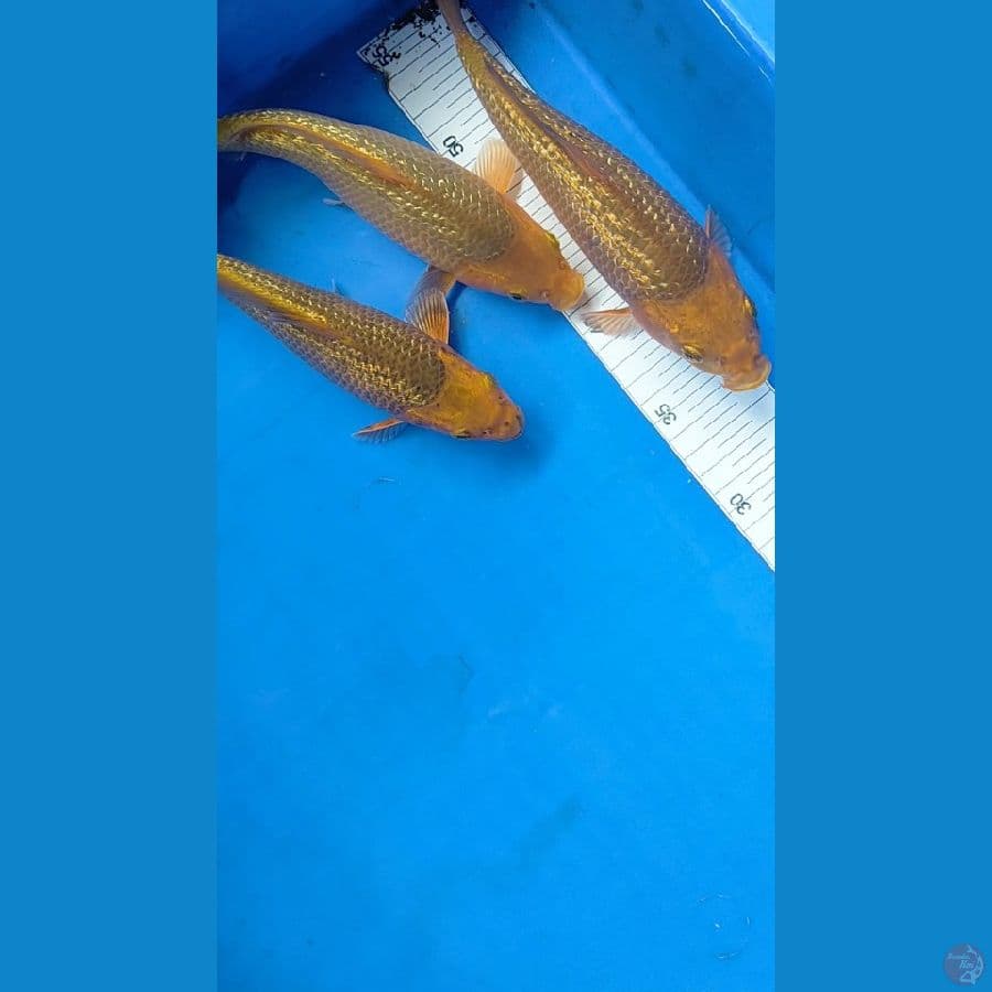 SQ CARAMEL GINRIN 20-23CM