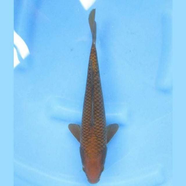 Chagoi 28cm