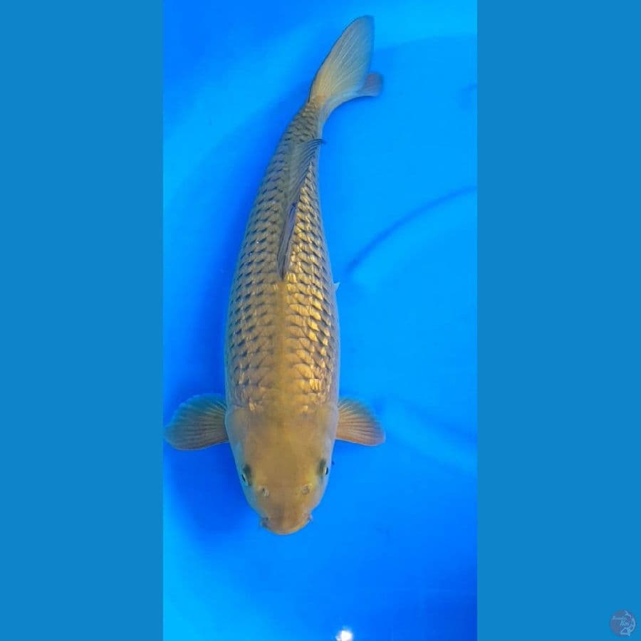 MIDORYGOI GINRIN BODY BADAK (48 CM)