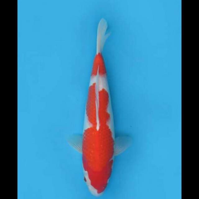 33cm Female - Nidan Kohaku F1