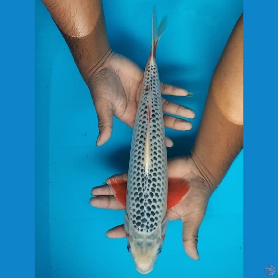 Asagi 36cm Male