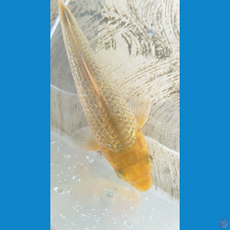 SQ CARAMEL GINRIN 15CM