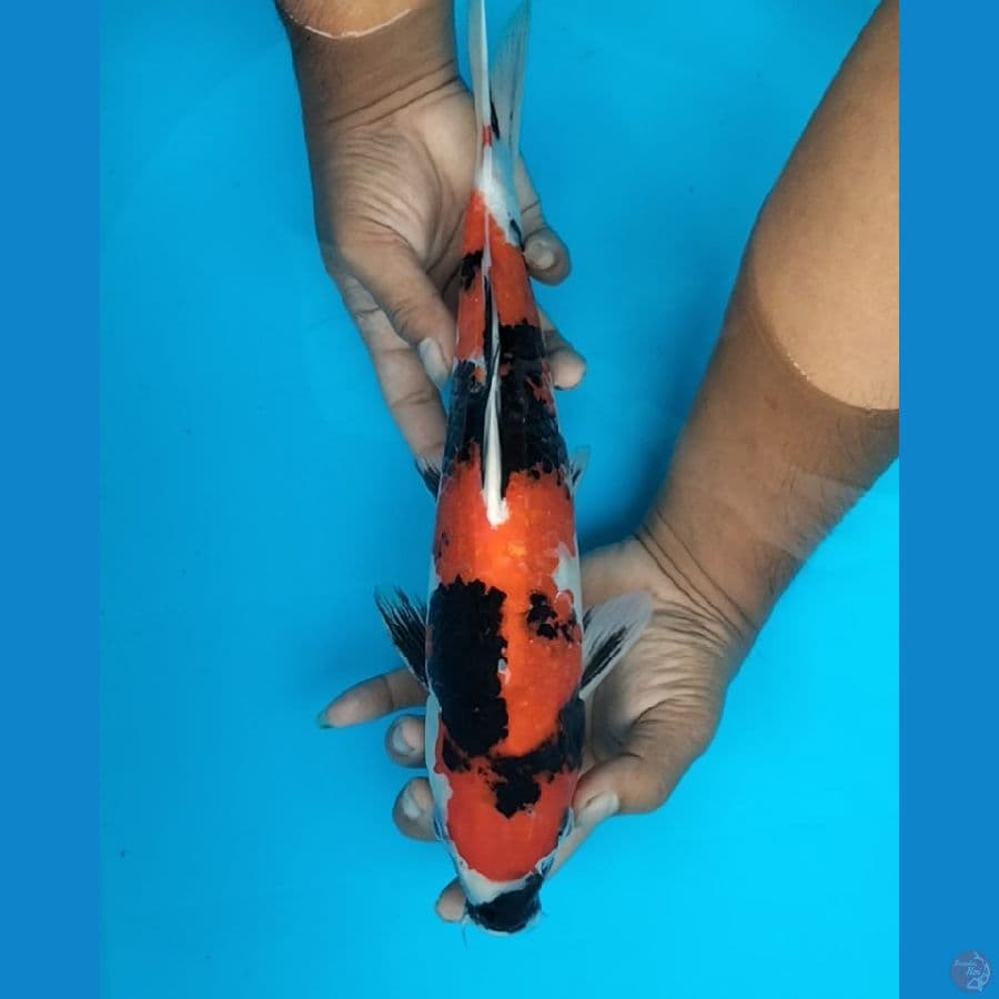 Showa 34 M