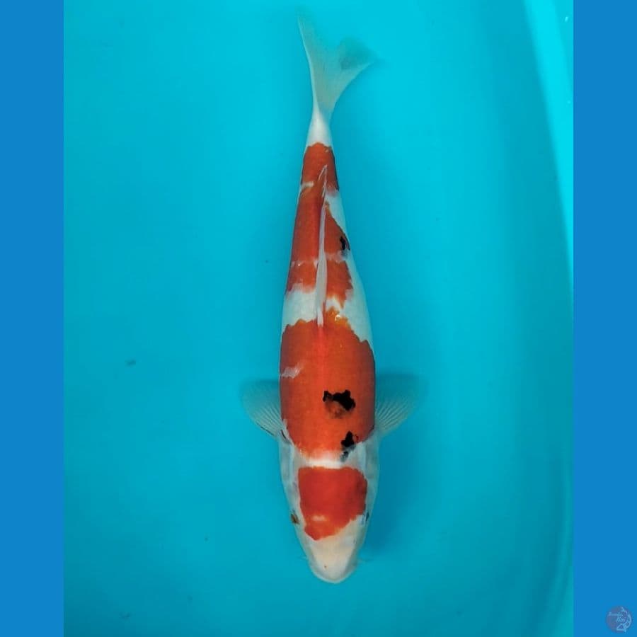sanke 35cm F