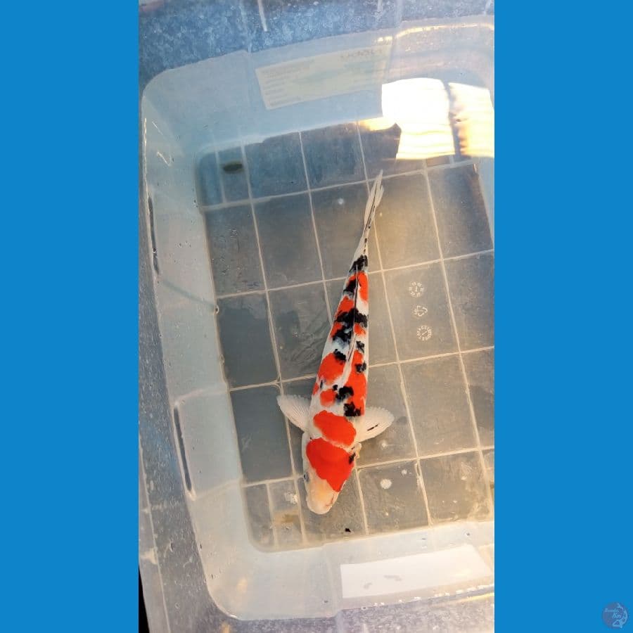 sanke shubosumi 35cm male