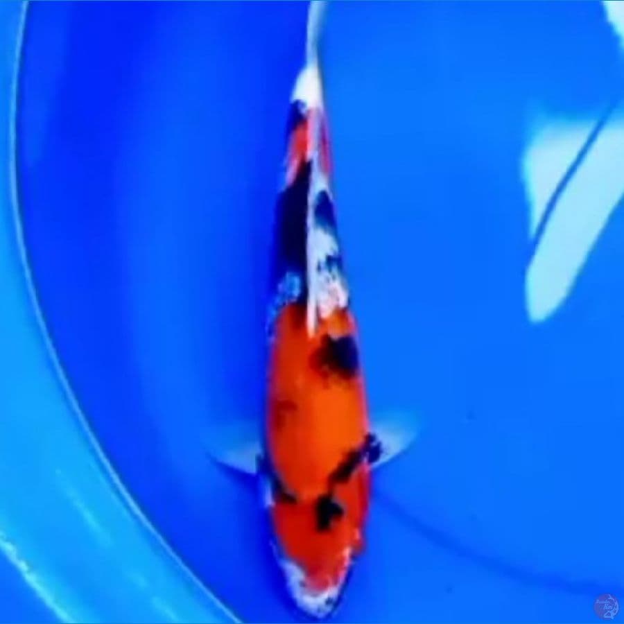 34cm KINDAI SHOWA HIGH QUALITY