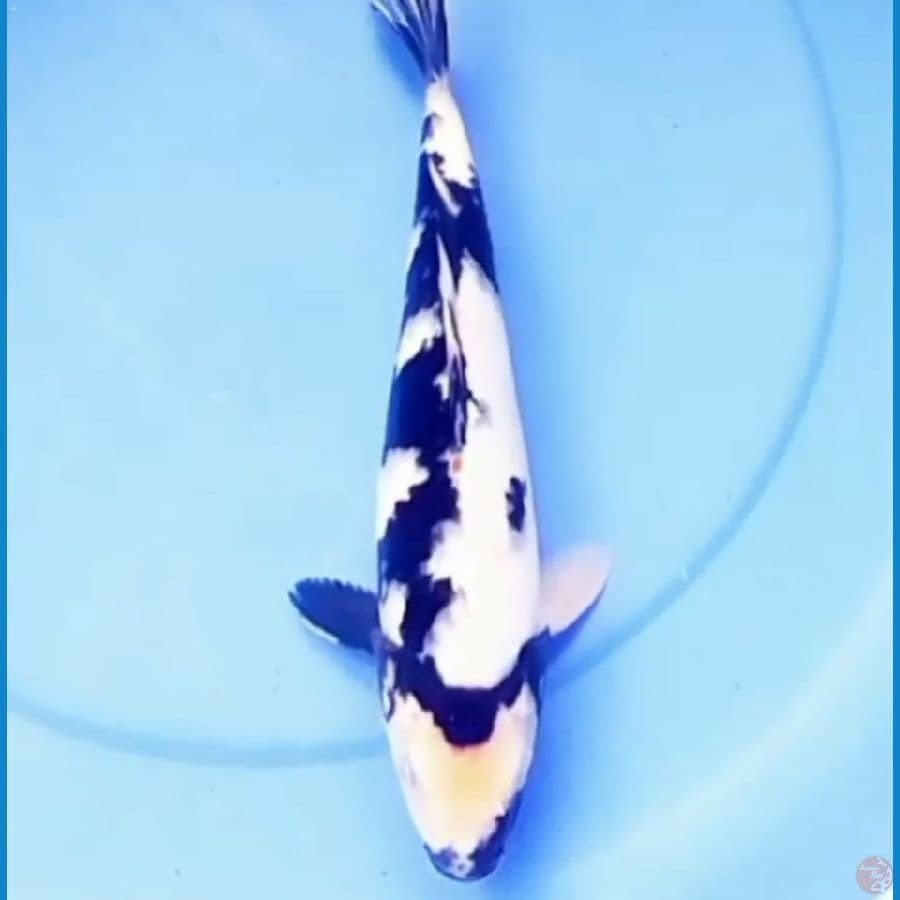 32cm SHIRO SALJU PRSPECT