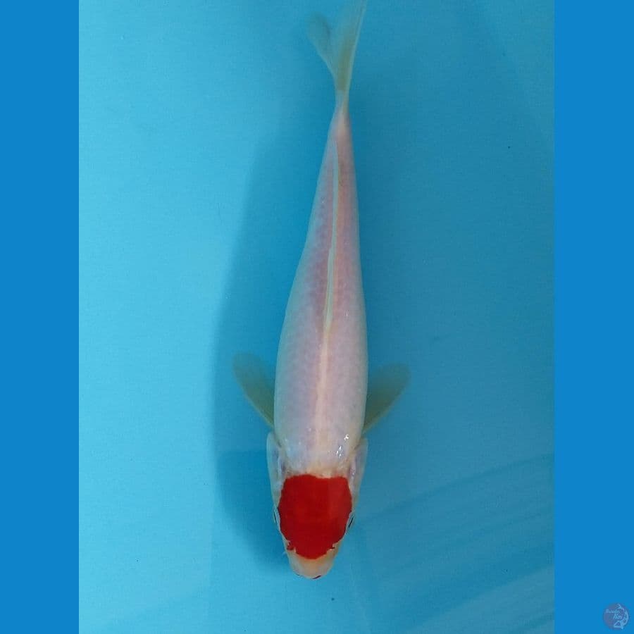 tanco 26cm