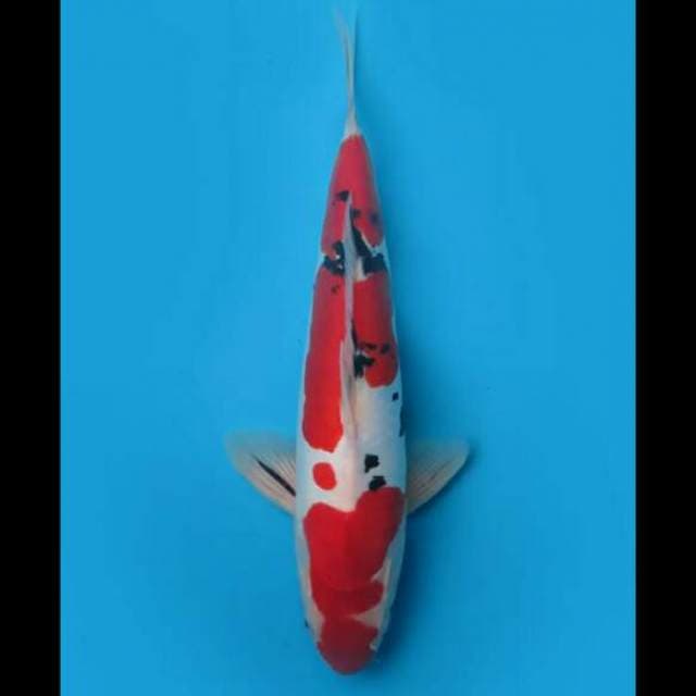 32cm Male - Red Sanke Doitsu Murni