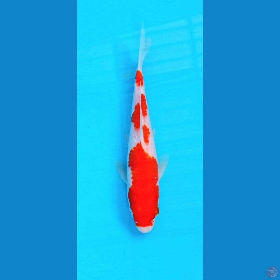 kohaku 21cm hq