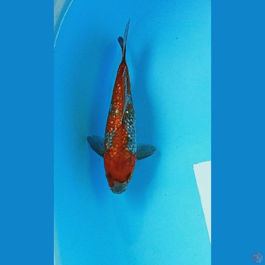Ochiba 21 cm