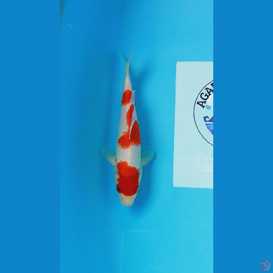 Kohaku 22 cm