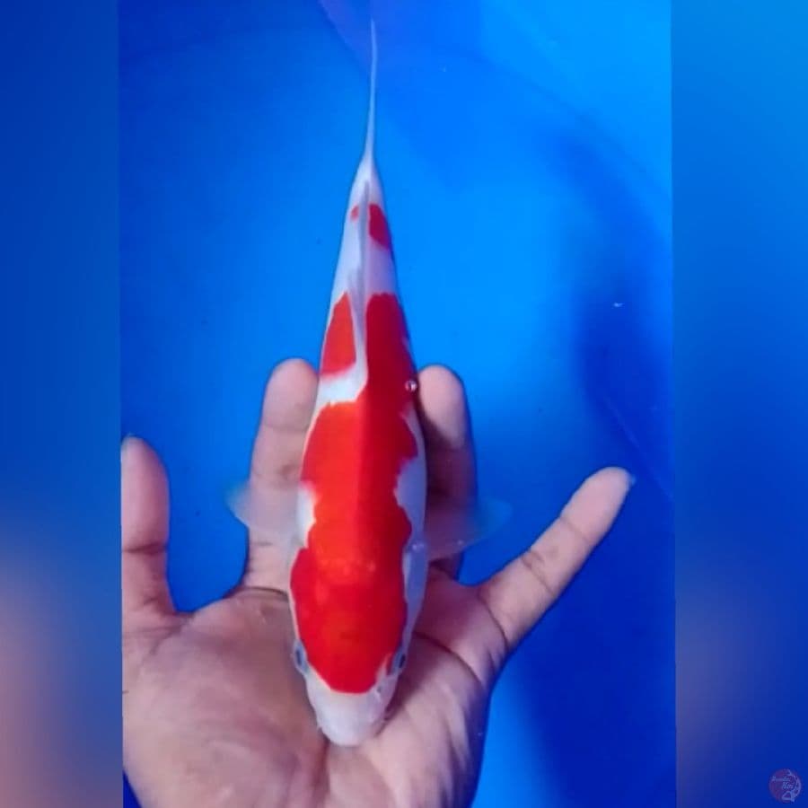 RAD KOHAKU 23CM