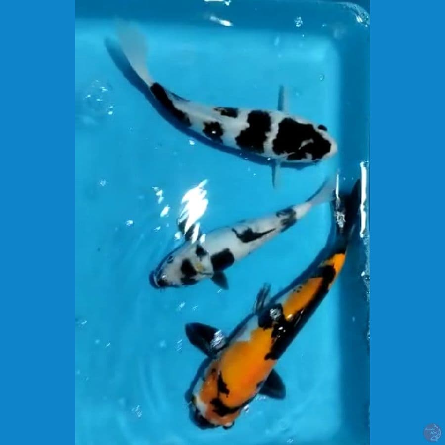 paket mix budogoromo 27 cm,showa doitsu 28 cm,shiro doitsu 17 cm