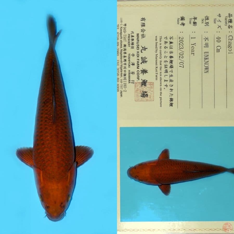 MARUSEI CHAGOI HQ 51CM