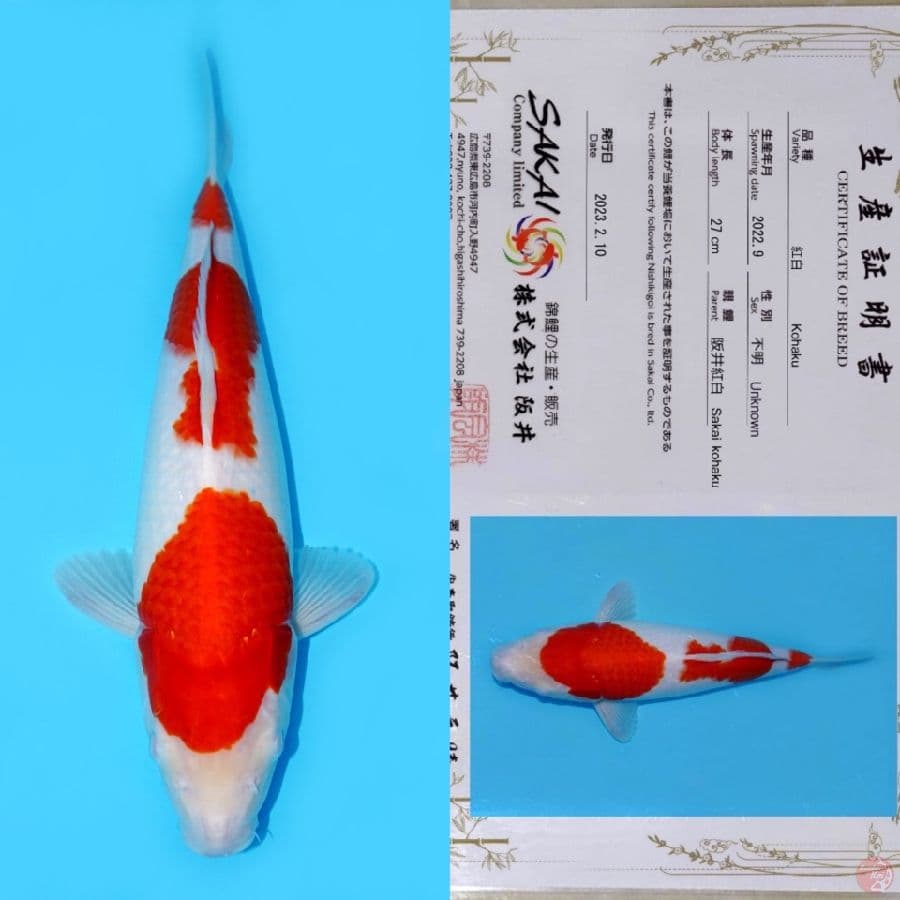 SAMAI SANDAN KOHAKU HQ 38CM
