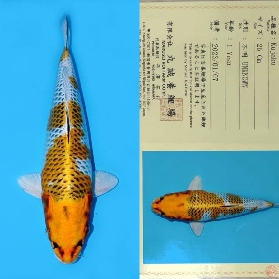 MARUSEI KUJAKU SQ 33CM